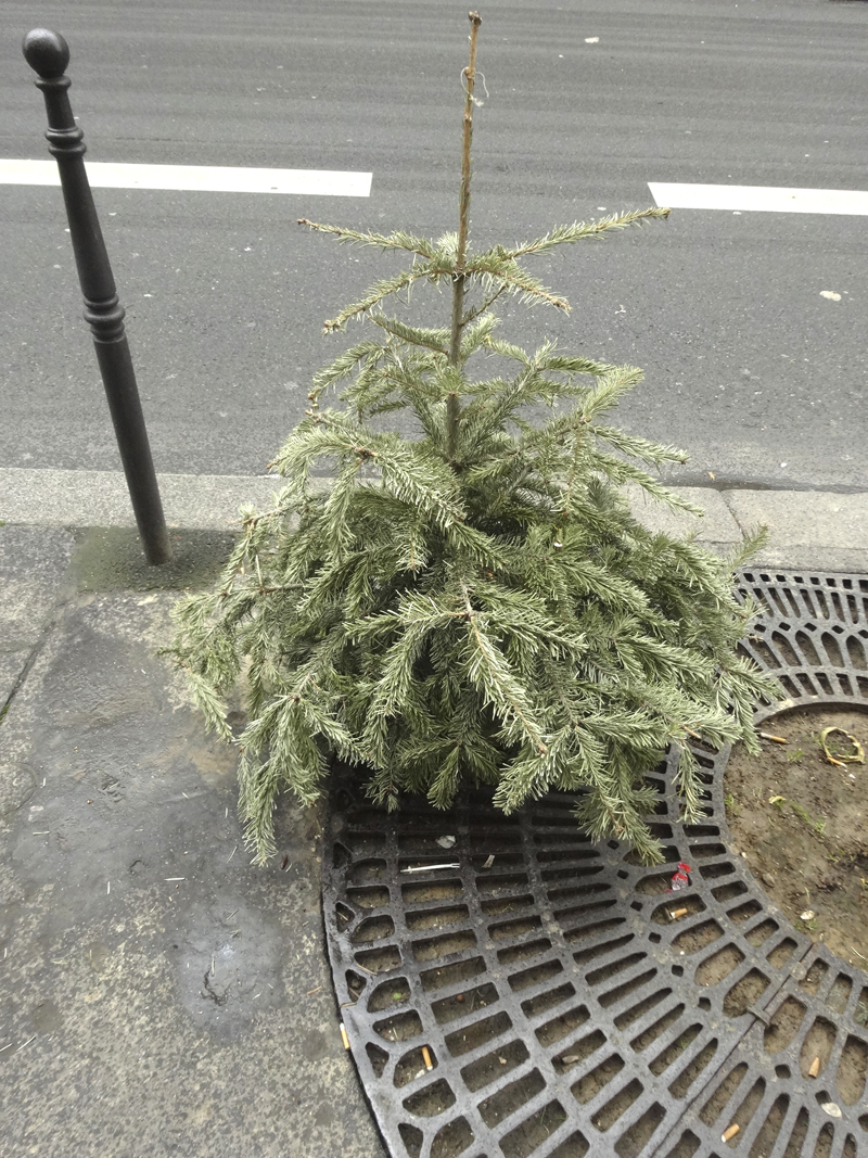 Cadavre de sapin de Noël