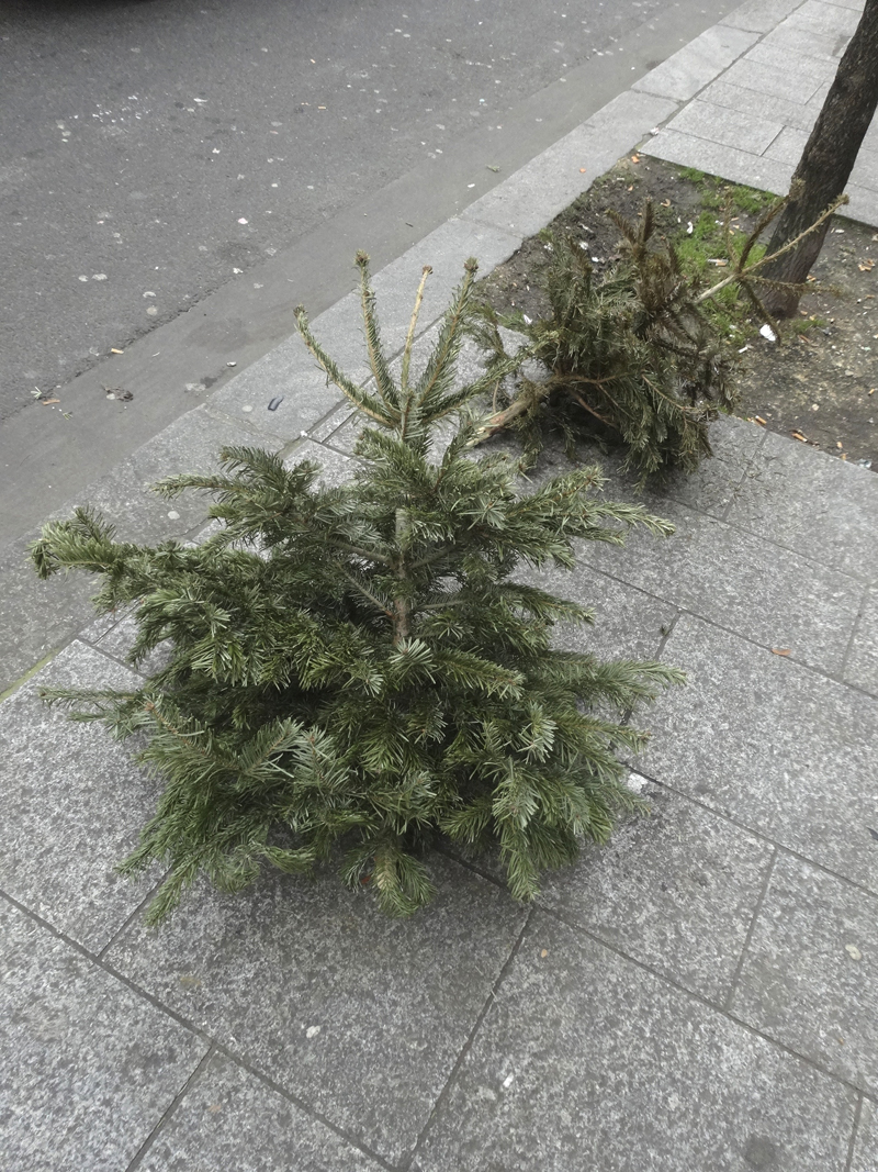 Cadavre de sapin de Noël