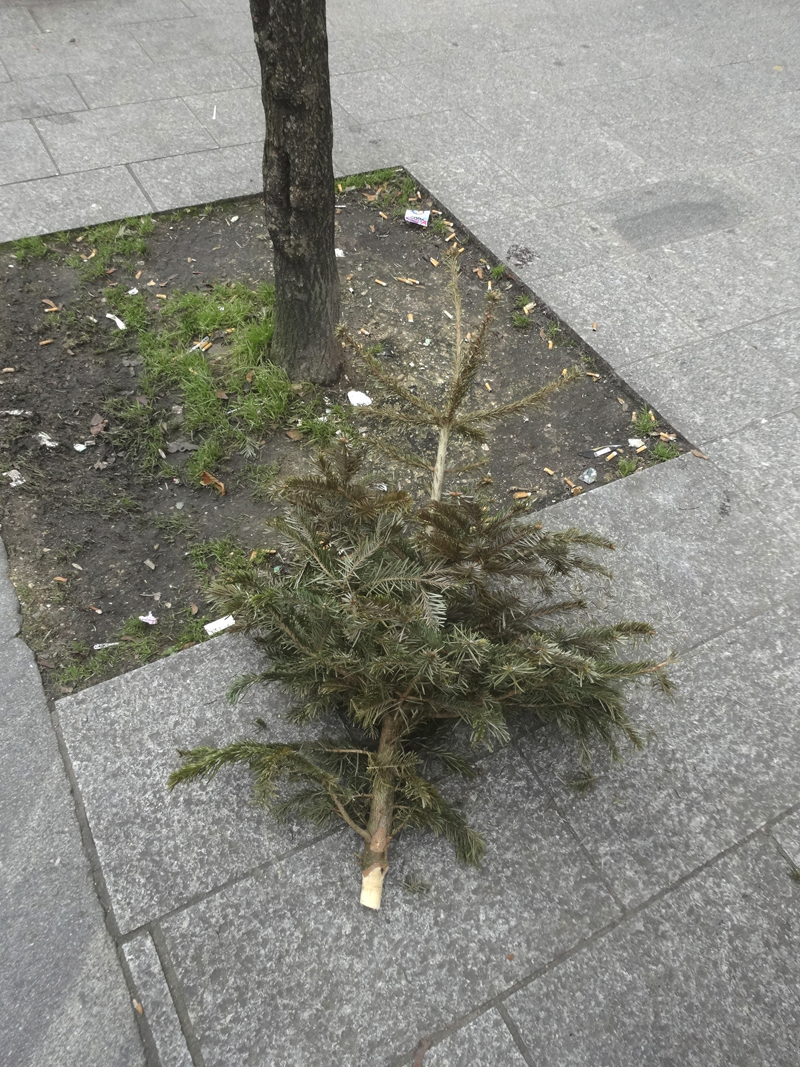 Cadavre de sapin de Noël