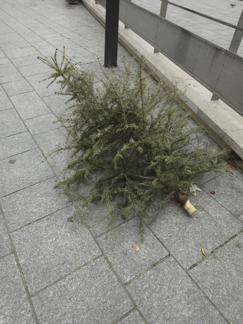 Cadavre de sapin de Noël