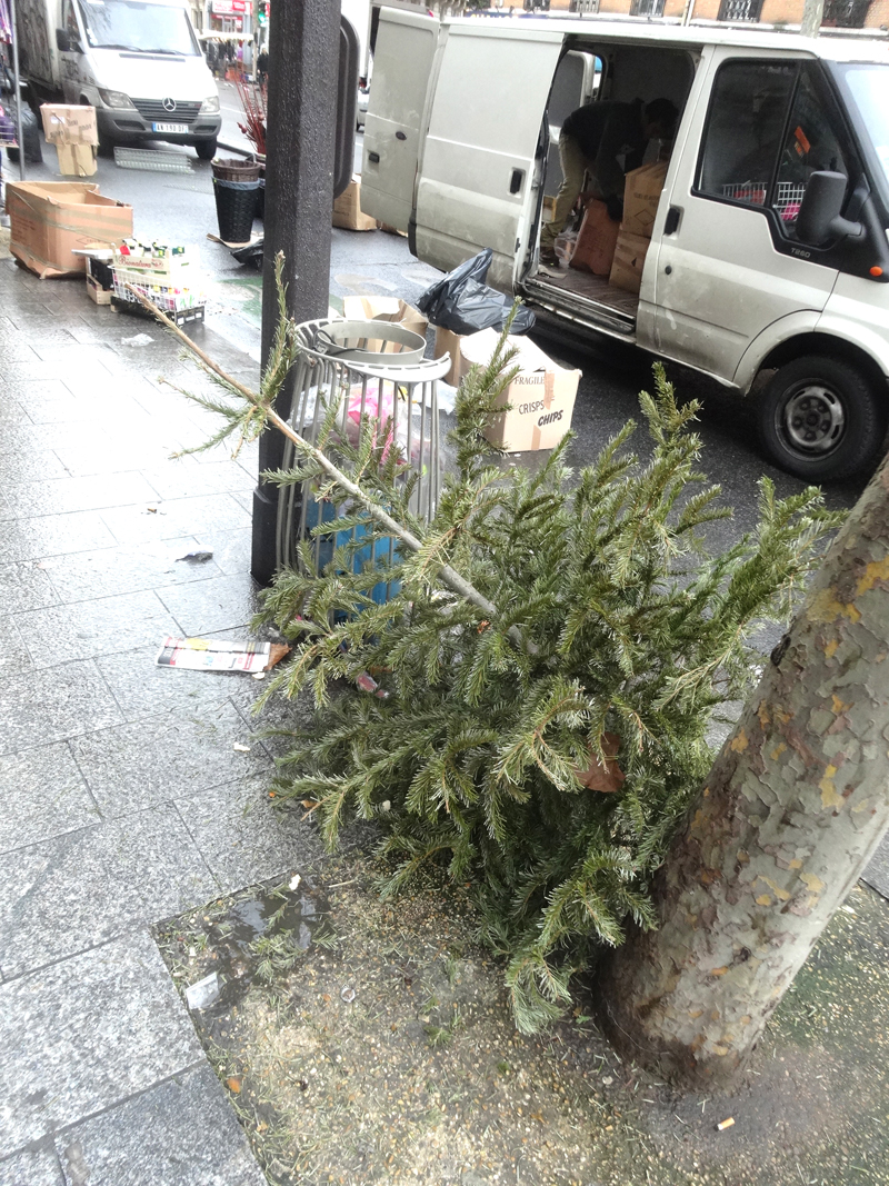 Cadavre de sapin de Noël