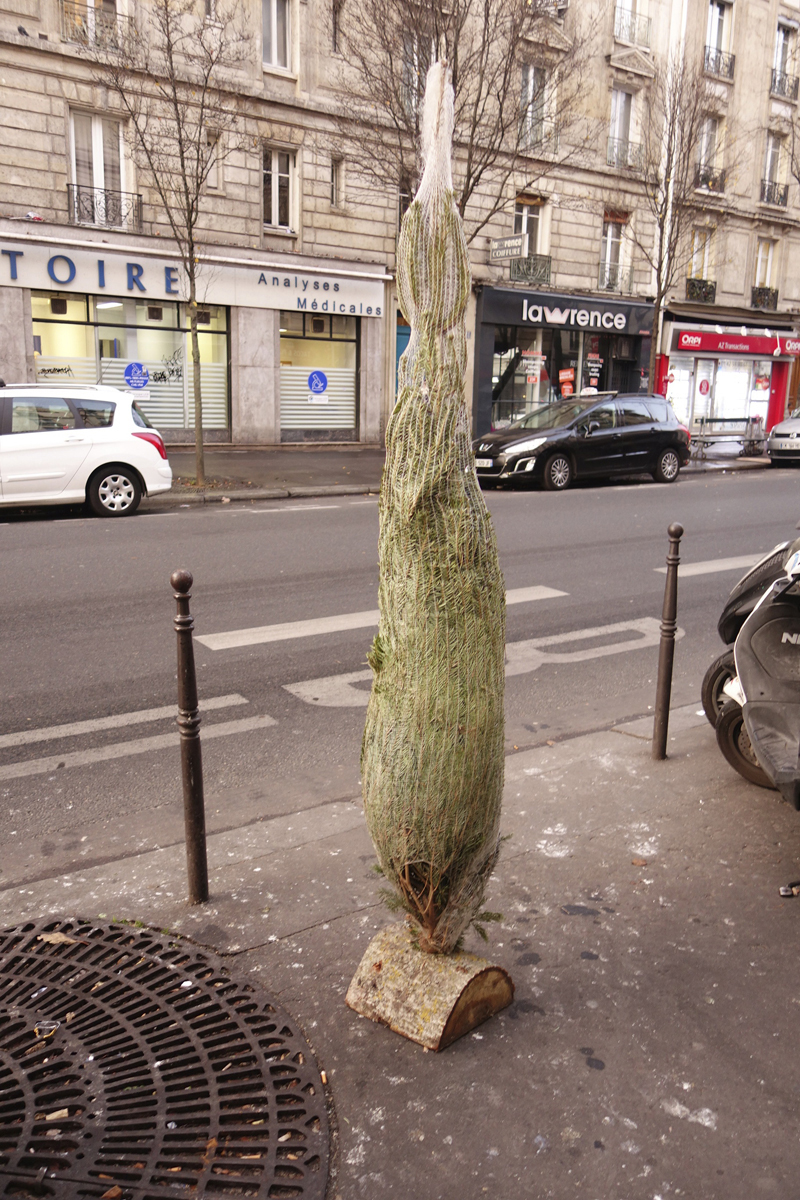 Cadavre de sapin de Noël