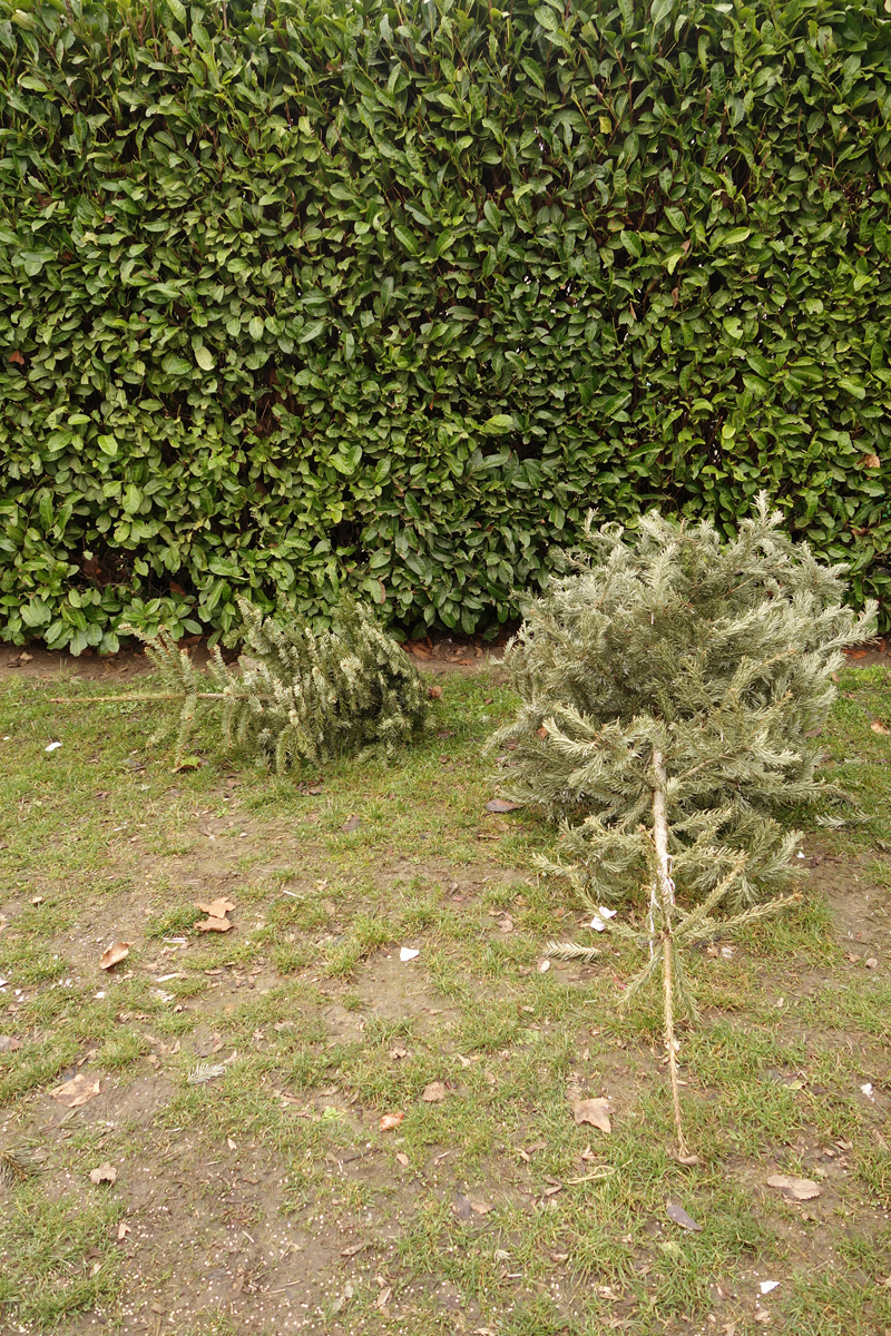 Cadavre de sapin de Noël