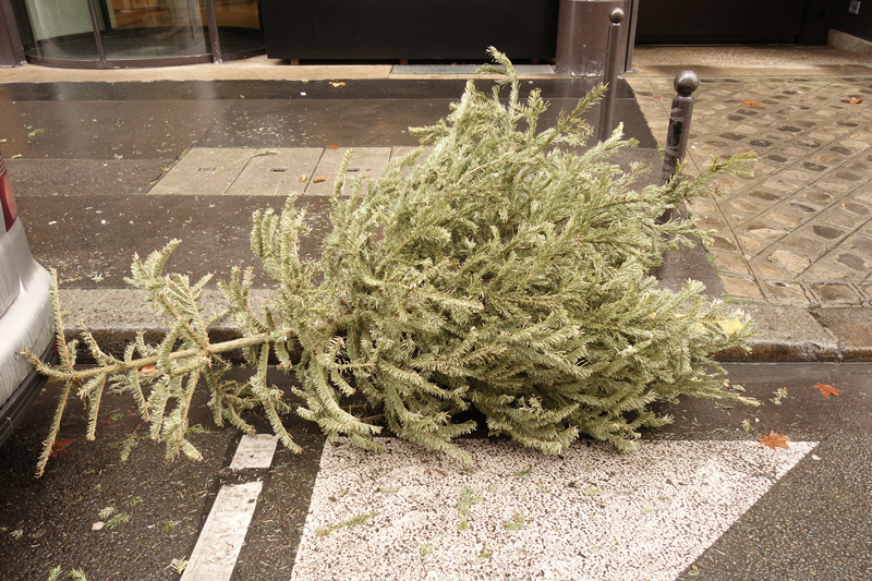 Cadavre de sapin de Noël