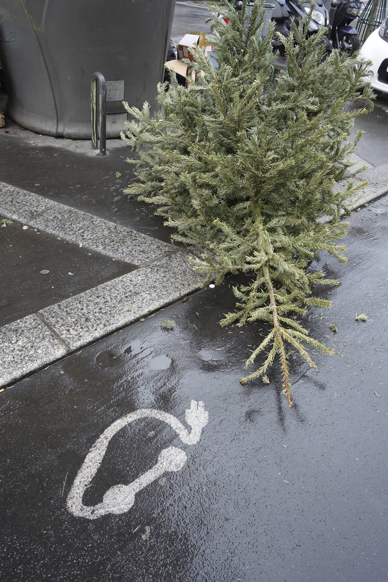 Cadavre de sapin de Noël