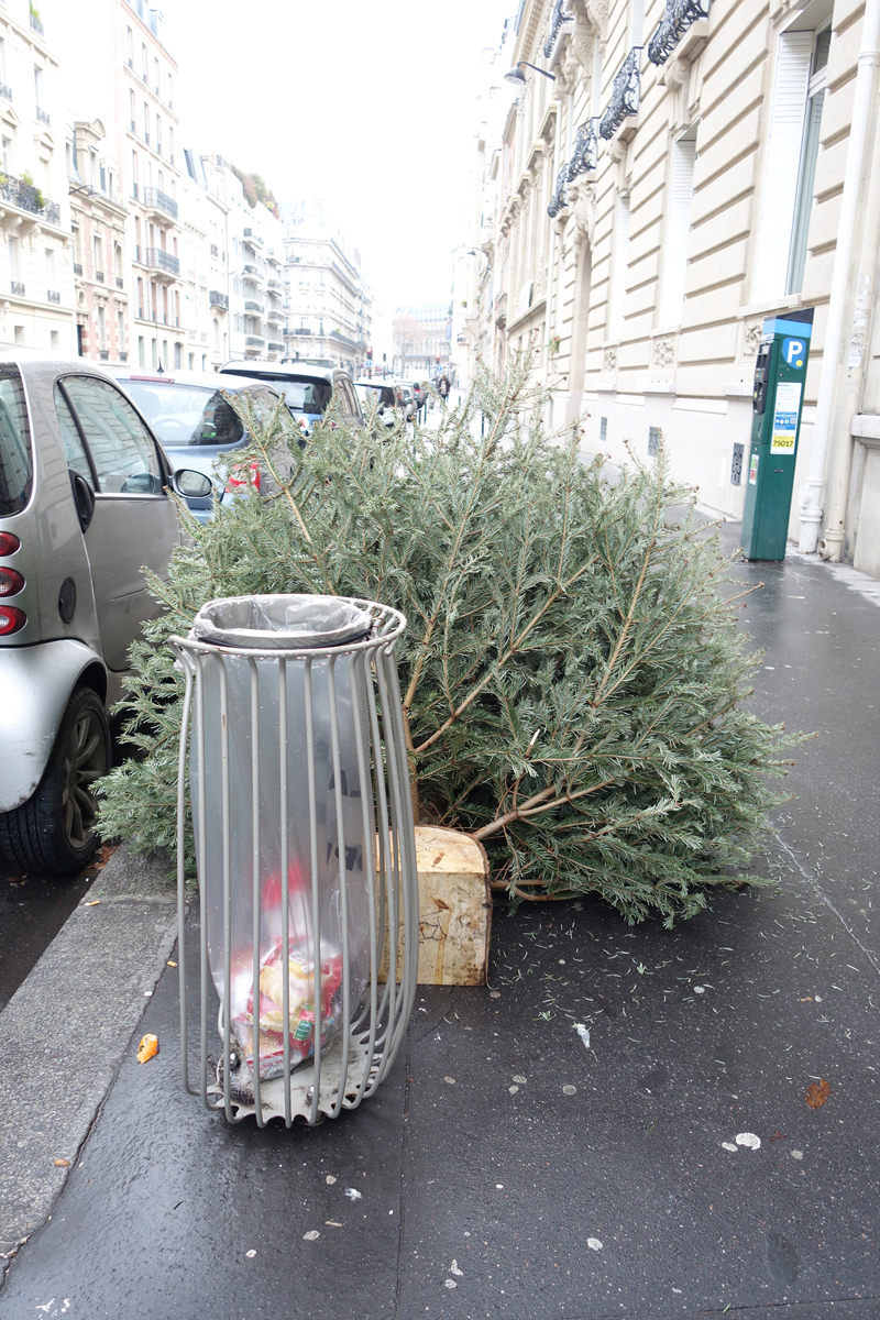 Cadavre de sapin de Noël