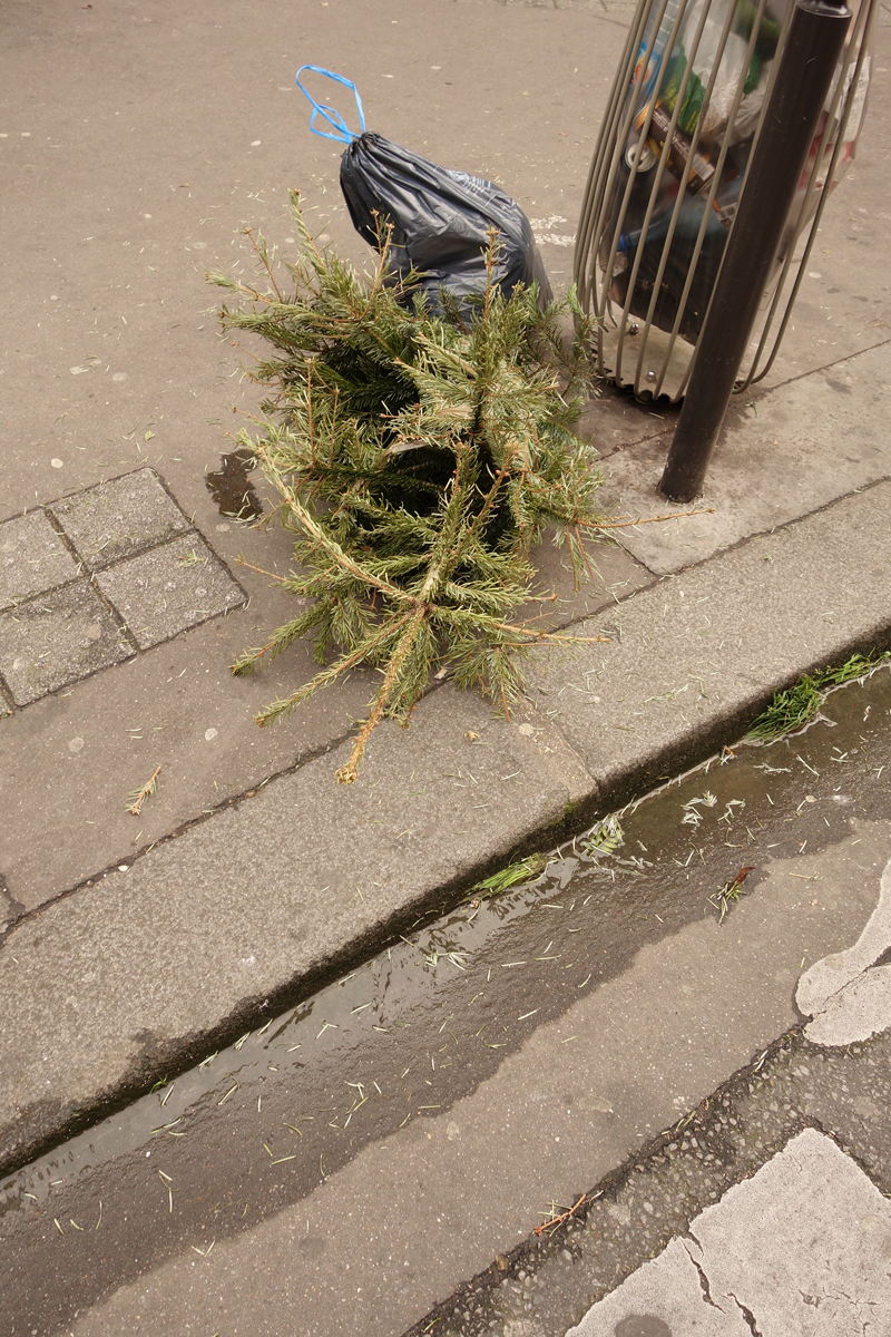 Cadavre de sapin de Noël