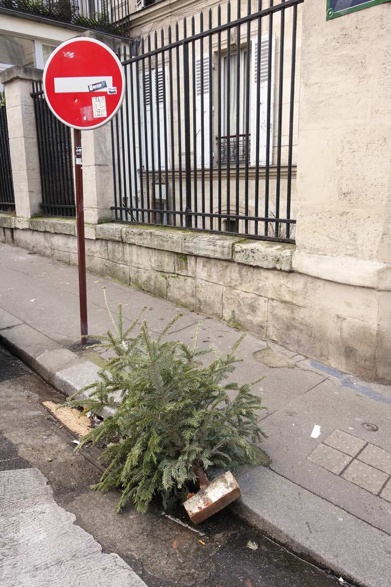 Cadavre de sapin de Noël