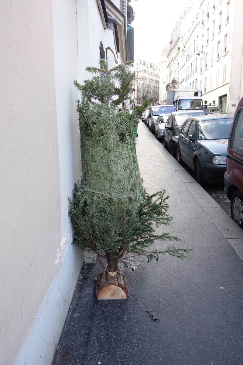 Cadavre de sapin de Noël