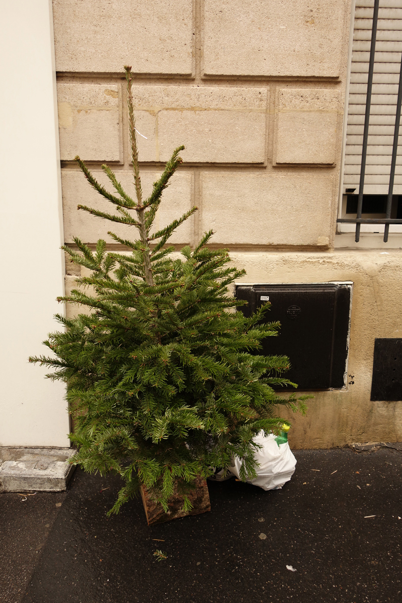 Cadavre de sapin de Noël