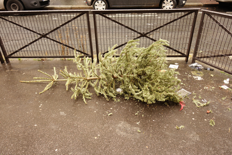 Cadavre de sapin de Noël