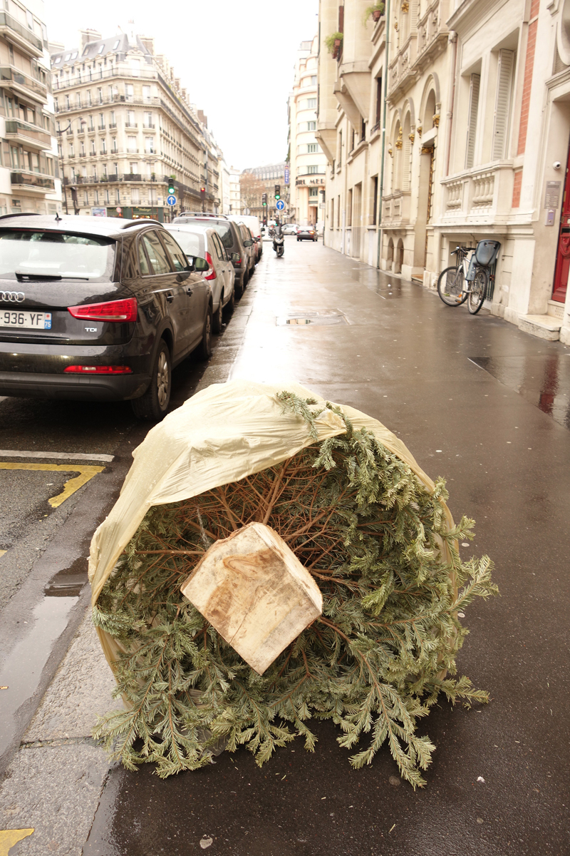 Cadavre de sapin de Noël