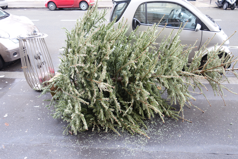 Cadavre de sapin de Noël