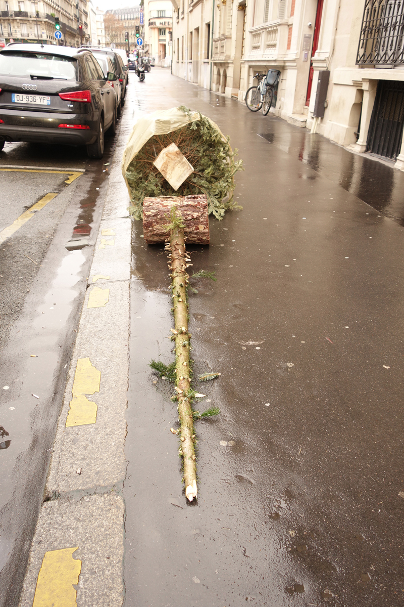 Cadavre de sapin de Noël