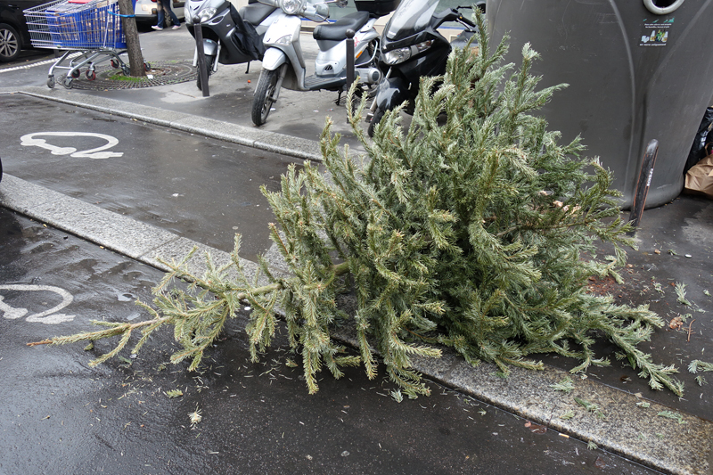 Cadavre de sapin de Noël