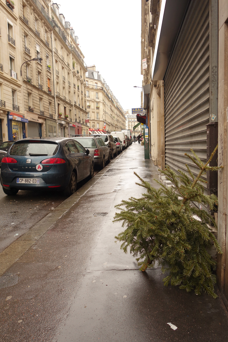 Cadavre de sapin de Noël