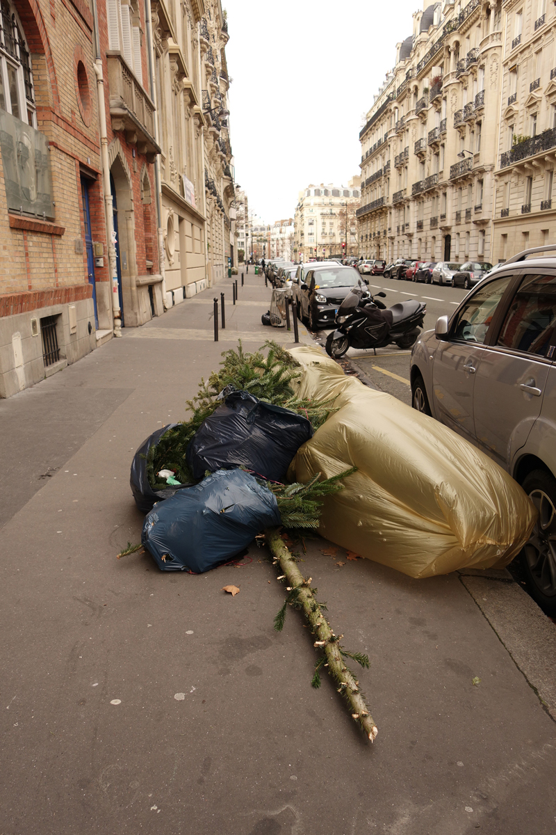 Cadavre de sapin de Noël