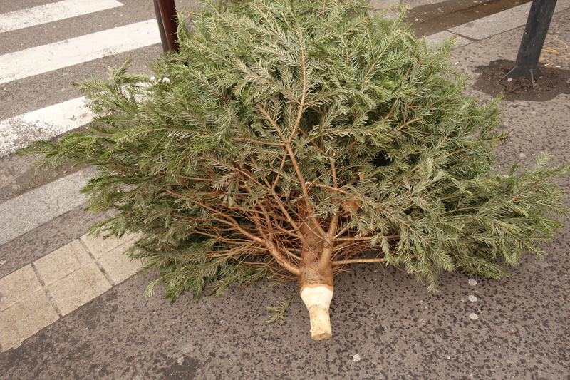 Cadavre de sapin de Noël