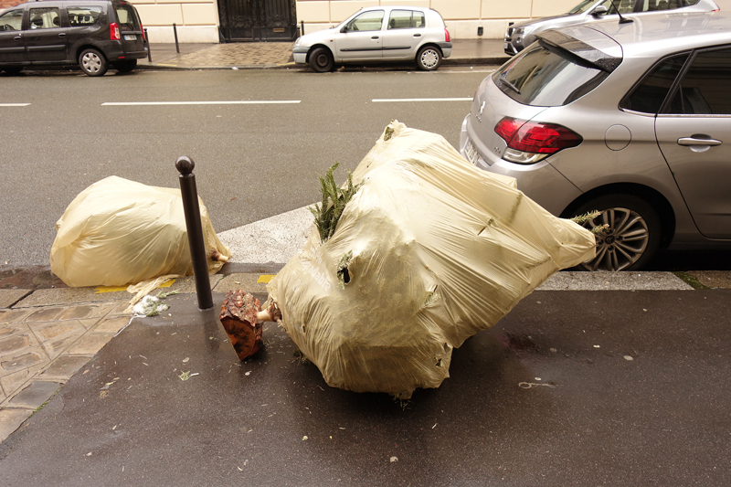 Cadavre de sapin de Noël