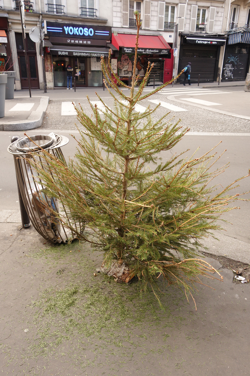 Cadavre de sapin de Noël