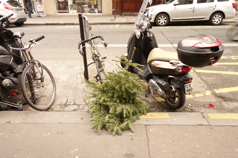 Cadavre de sapin de Noël