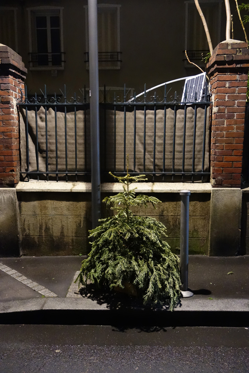 Cadavre de sapin de Noël