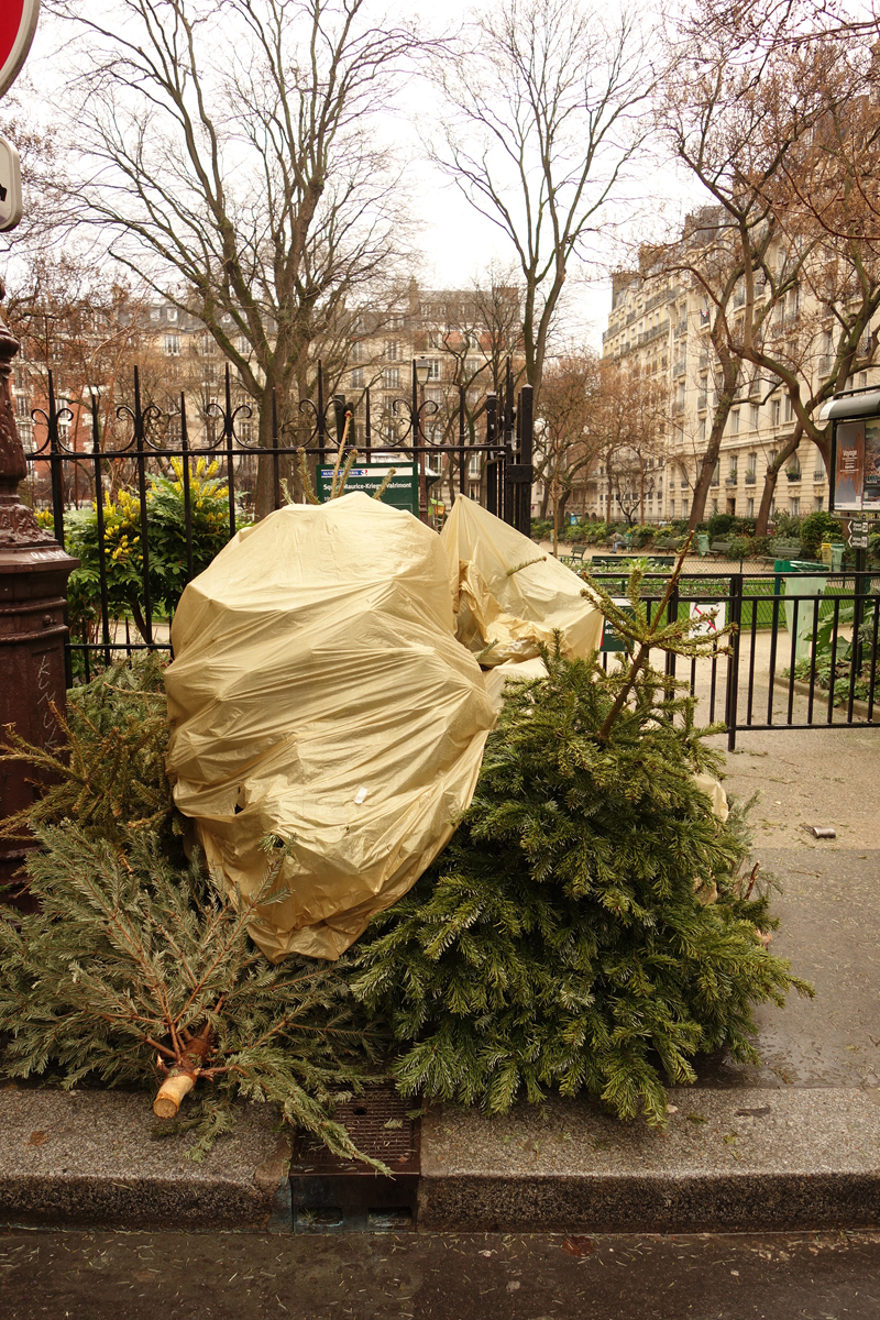 Cadavre de sapin de Noël