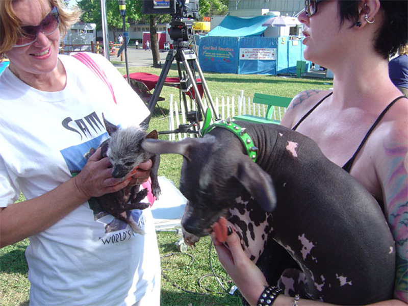 Concours du chien le plus laid du monde en 2007