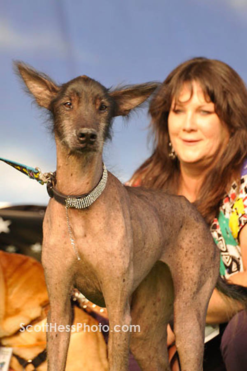 Concours du chien le plus laid du monde en 2009