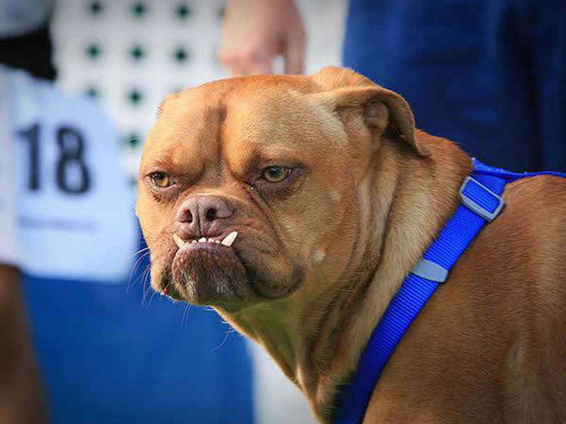 Concours du chien le plus laid du monde en 2009