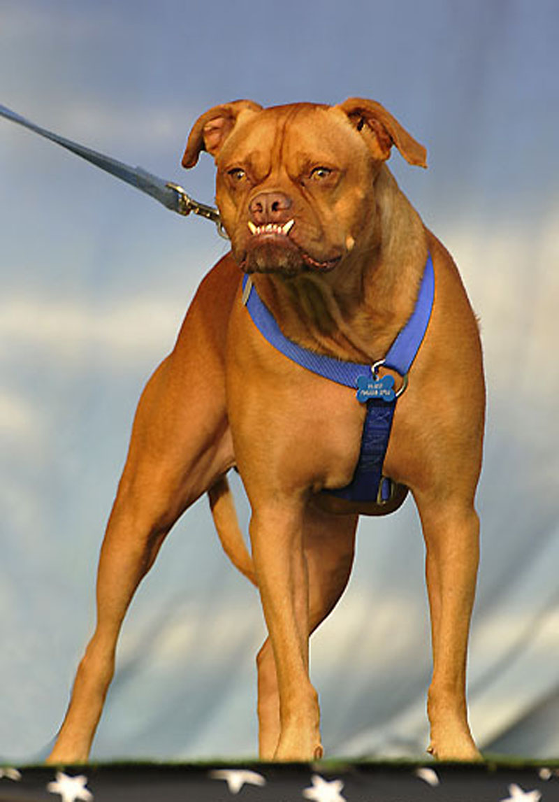 Concours du chien le plus laid du monde en 2009
