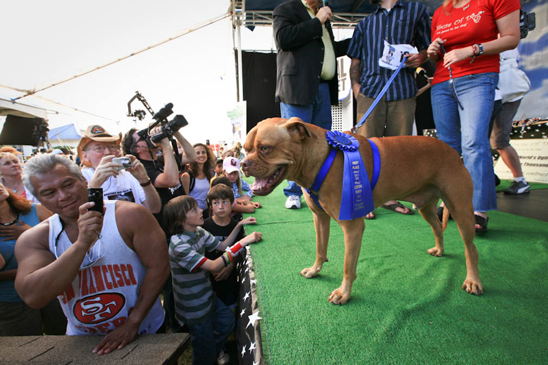 Concours du chien le plus laid du monde en 2009