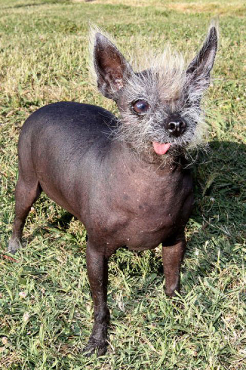 Concours du chien le plus laid du monde en 2010