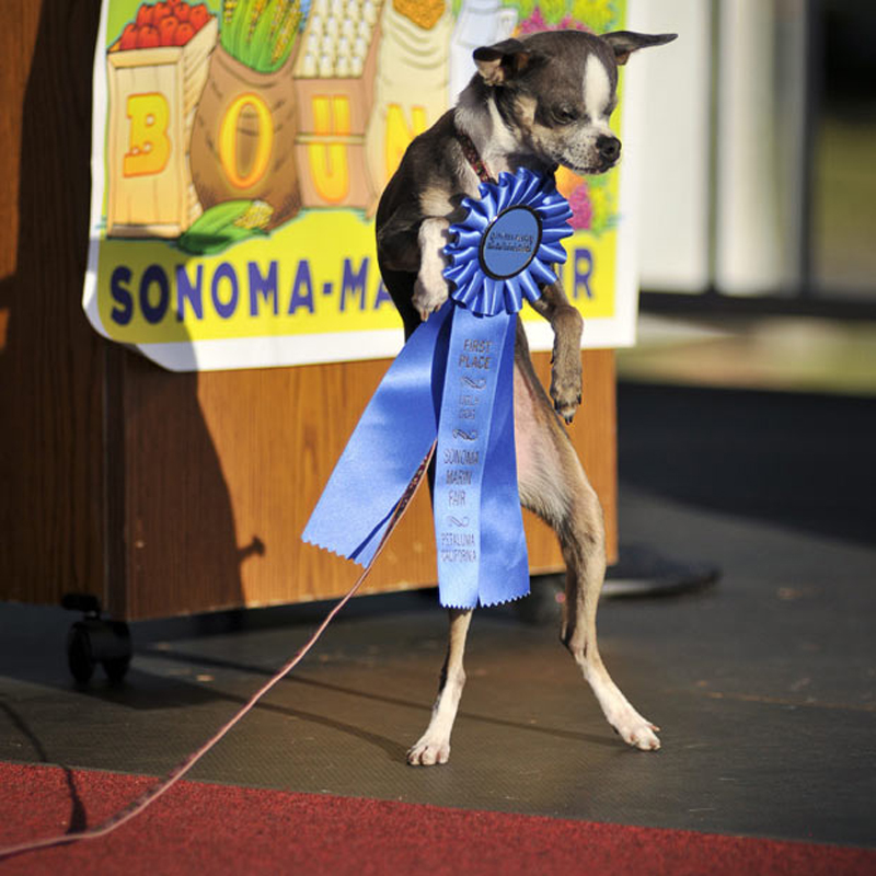Concours du chien le plus laid du monde en 2010