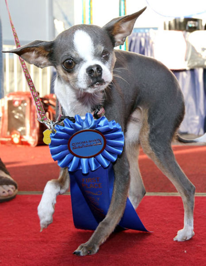 Concours du chien le plus laid du monde en 2010