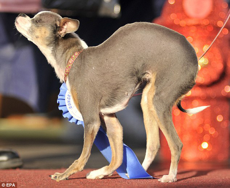 Concours du chien le plus laid du monde en 2010