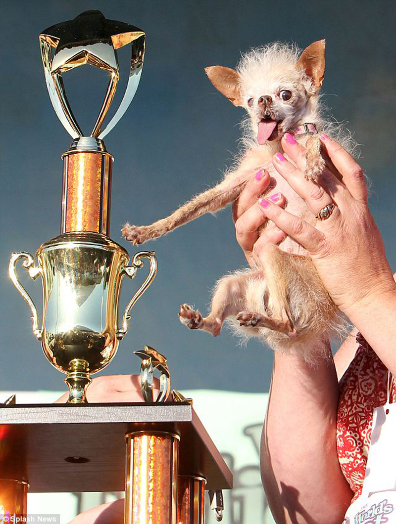 Concours du chien le plus laid du monde en 2011