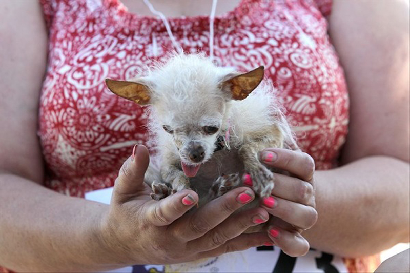 Concours du chien le plus laid du monde en 2011