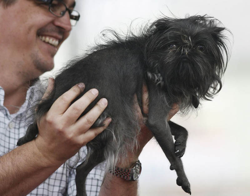 Concours du chien le plus laid du monde en 2012