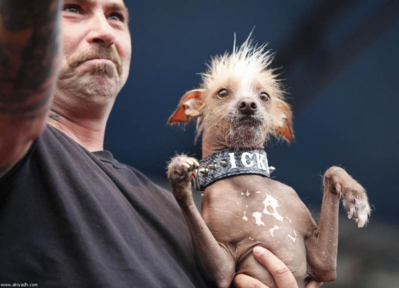 Concours du chien le plus laid du monde en 2012