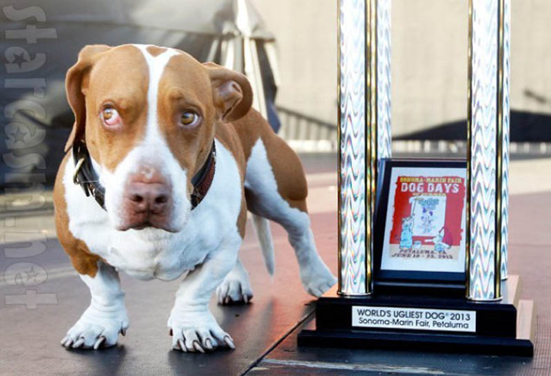 Concours du chien le plus laid du monde en 2013