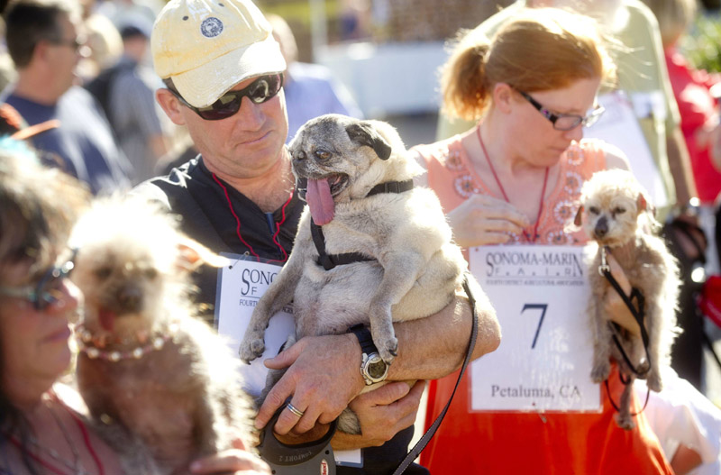 Concours du chien le plus laid du monde en 2013