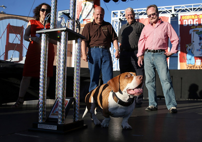 Concours du chien le plus laid du monde en 2013