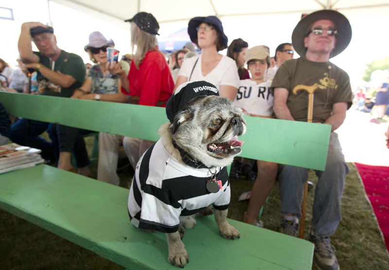 Concours du chien le plus laid du monde en 2013