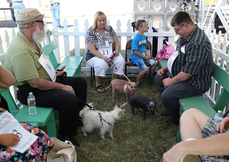 Concours du chien le plus laid du monde en 2013