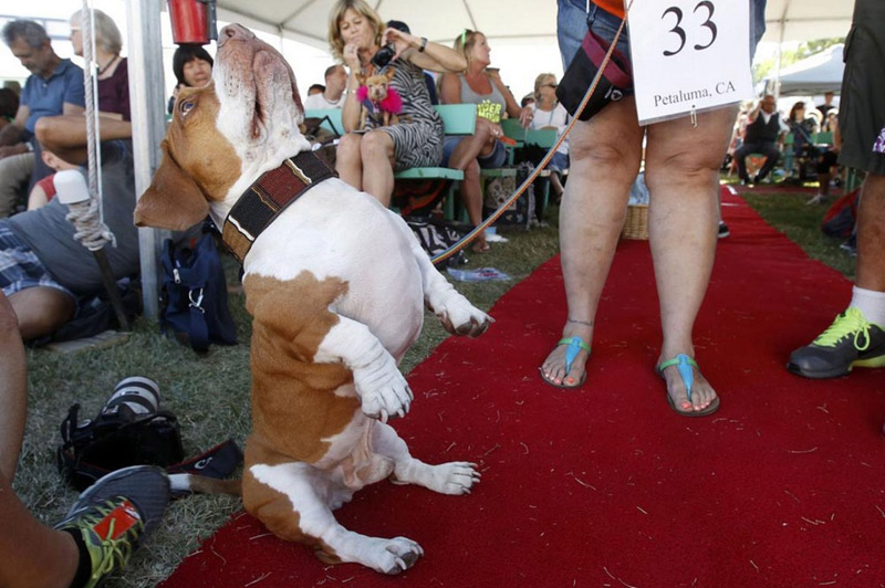 Concours du chien le plus laid du monde en 2013