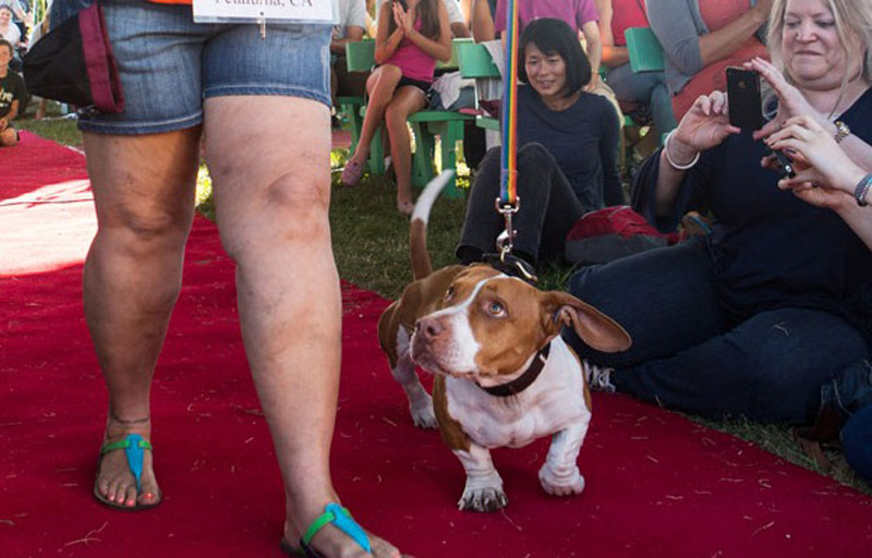 Concours du chien le plus laid du monde en 2013