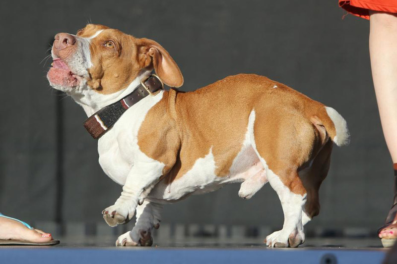 Concours du chien le plus laid du monde en 2013