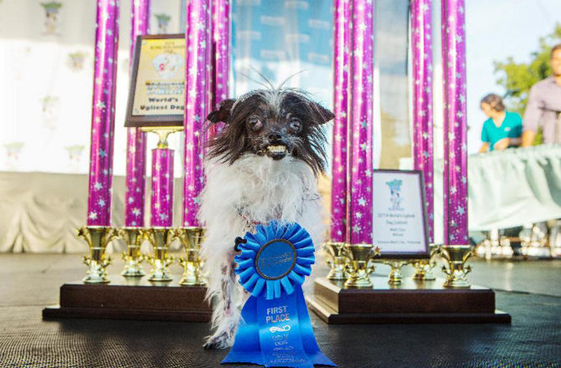 Concours du chien le plus laid du monde en 2014