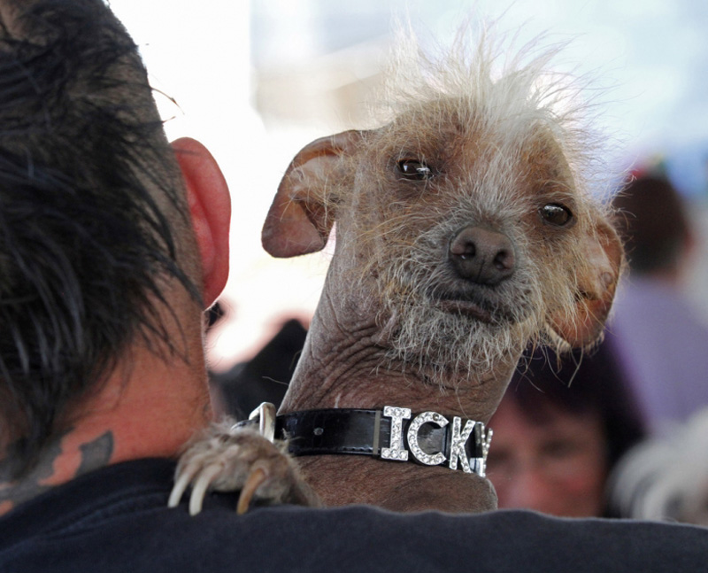 Concours du chien le plus laid du monde en 2014